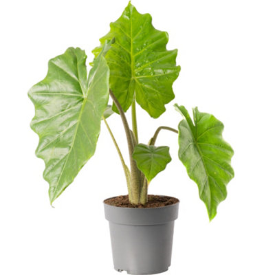Gardeners Dream Alocasia Portodora PlantMajestic Tropical FoliageLarge Specimen (60-70Cm) from B&Q