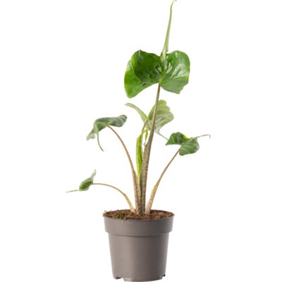 Gardeners Dream Alocasia Stingray PlantUnique Stingray-Shaped LeavesExotic Accent (30-40Cm) from B&Q