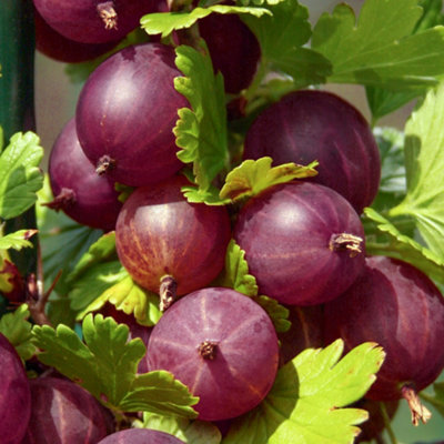 Gardeners Dream Gooseberry Ribes Captivator (9Cm) from B&Q