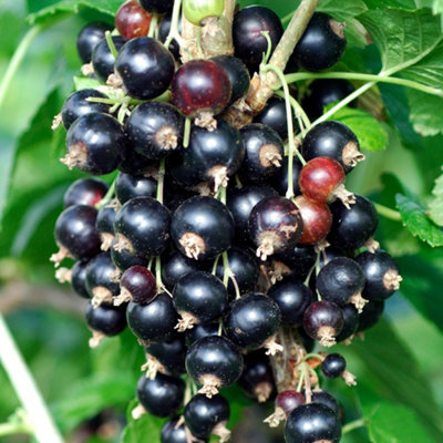 Gardeners Dream Blackcurrant Ribes Titania (9Cm) from B&Q