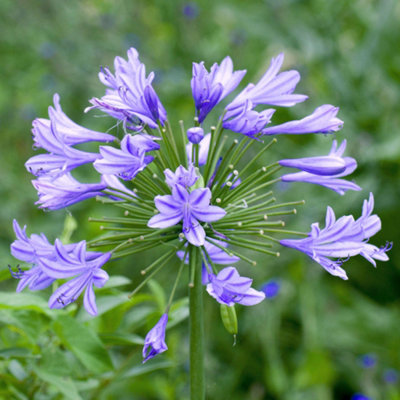 Gardeners Dream Agapanthus CharlotteAgapanthus AfricanusDeciduous Perennial (30-40Cm Height Including Pot) from B&Q
