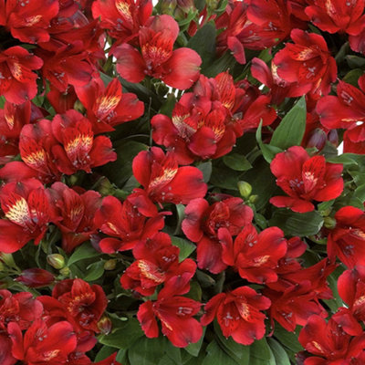 Gardeners Dream Alstroemeria DobaCompact Peruvian Lily With Vibrant Blooms (30-40Cm Height Including Pot) from B&Q