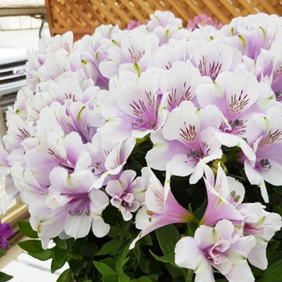 Gardeners Dream Alstroemeria MoonGraceful Peruvian Lily (30-40Cm Height Including Pot) from B&Q