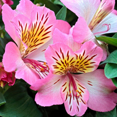 B&Q -  Alstroemeria SunshineVibrant Peruvian Lily (30-40Cm Height Including Pot)