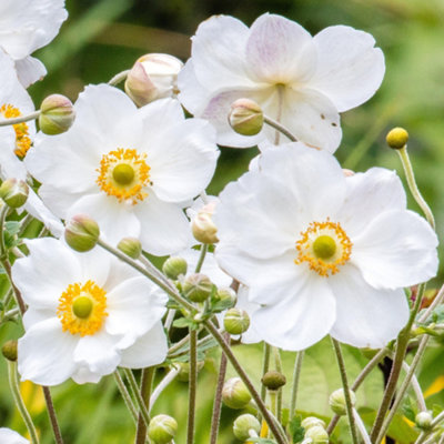 B&Q -  Anemone Honorine JobertElegant White BloomsModerate Height (30-40Cm Height Including Pot)