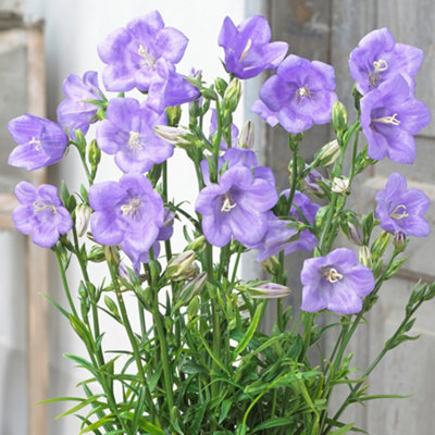 B&Q -  Campanula Takion BlueVibrant Blue Bell-Shaped FlowersModerate Height (30-40Cm Height Including Pot)