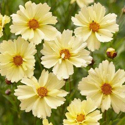 Gardeners Dream Coreopsis Uptick CreamElegant Cream BloomsCompactSun (30-40Cm Height Including Pot) from B&Q