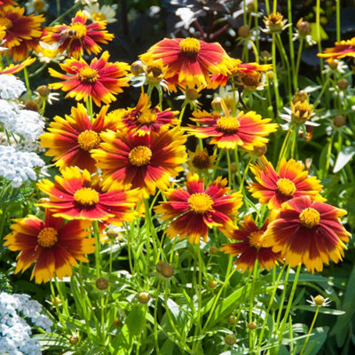 Gardeners Dream Coreopsis Uptick Gold And BronzeStriking Gold And Bronze BloomsCompactSun (30-40Cm Height Including Pot) from B&Q
