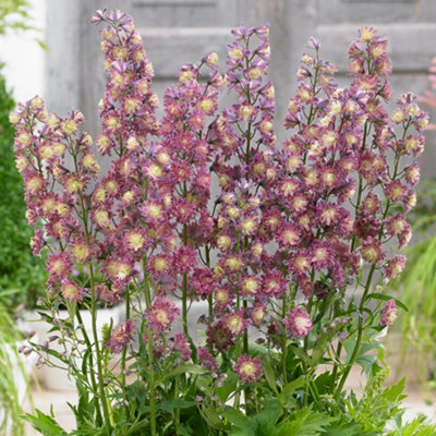 B&Q -  Delphinium Highlander FlamencoPink And Cream BloomsPerennial PlantModerate Height (30-40Cm Height Including Pot)