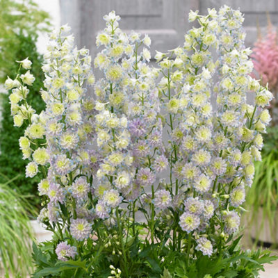 B&Q -  Delphinium Highlander MoonlightWhite BloomsLarkspurPerennial PlantModerate Height (30-40Cm Height Including Pot)