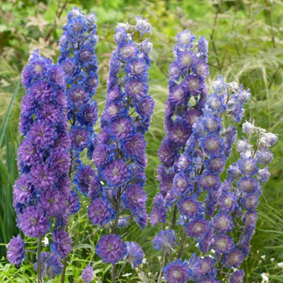 B&Q -  Delphinium Highlander Sweet SensationPurple And Blue BloomsLarkspurPerennial PlantModerate Height (30-40Cm)