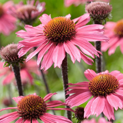 B&Q -  Echinacea Sunseekers PinkConeflowerPink BloomsFull SunModerate Height (30-40Cm Height Including Pot)