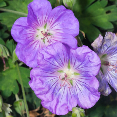 Gardeners Dream Geranium Azure Rush - Flowers, Perennial Plant, Hardy, Moderate Height (30-40Cm Height Including Pot) Purple