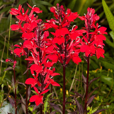 Gardeners Dream Lobelia Starship Scarlett Bronze LeafVibrant Red Blooms With Striking Bronze FoliageModerate Height (30-40Cm) from B&Q