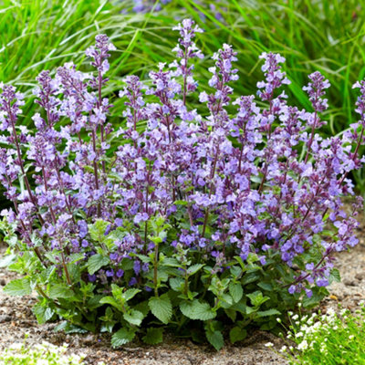 Gardeners Dream Nepeta Purrsian Blue Garden PlantViolet-Blue BloomsHardyModerate Height (30-40Cm Height Including Pot) from B&Q