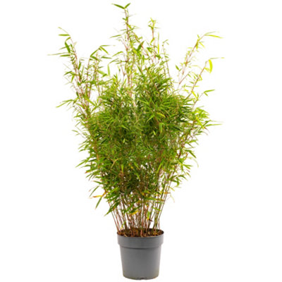 Gardeners Dream Fargesia Rufa Hardy Non-Invasive Red Panda Bamboo Garden Plant For Screening5 Litre Pot (90-110Cm) from B&Q