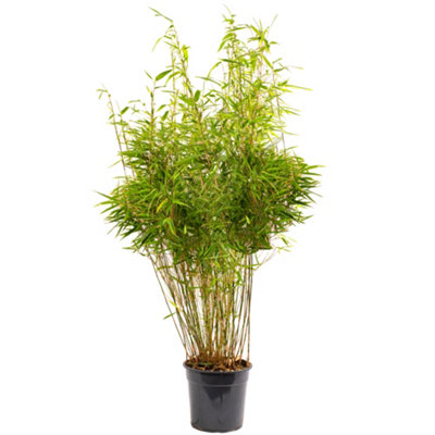 Gardeners Dream Fargesia Rufa Hardy Non-Invasive Red Panda Bamboo Garden Plant For Screening10 Litre Pot (110-130Cm) from B&Q