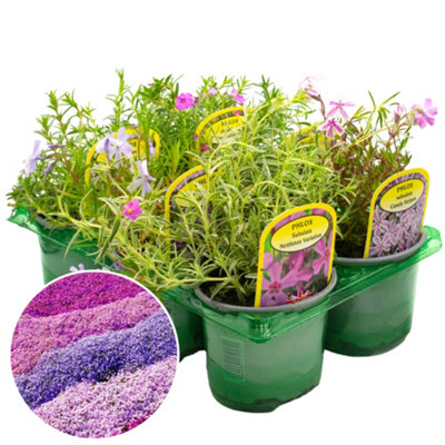Gardeners Dream Perennial Phlox MixEssential Garden Collection (9Cm6 Plants) from B&Q