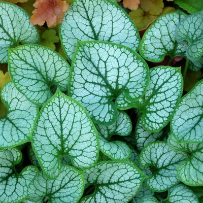 Gardeners Dream Brunnera Jack FrostHeart-Shaped Veined LeavesBlue FlowersHardy (30-40Cm Height Including Pot) from B&Q