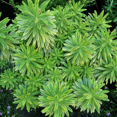 B&Q -  Euphorbia Ascot RainbowColourful PerennialCompact SizeFlowering Plant (30-40Cm Height Including Pot)