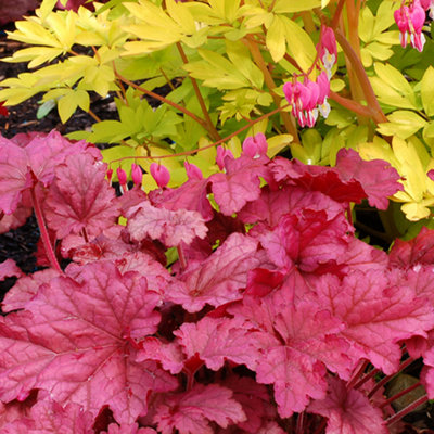 Gardeners Dream Heuchera Berry SmoothieColourful FoliageFast-GrowingWhite FlowersHardy (30-40Cm Height Including Pot) from B&Q