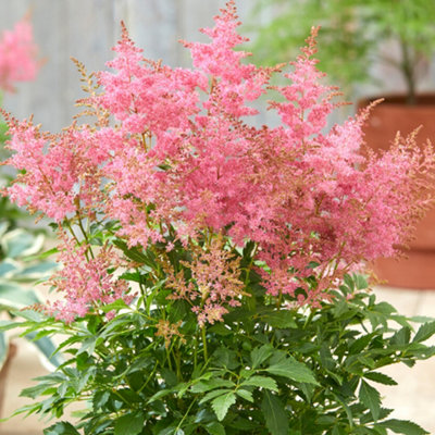 Gardeners Dream Astilbe Wonderful DayAstilbePerennial PlantCompact Size (20-30Cm Height Including Pot) from B&Q