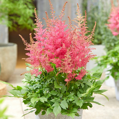 Gardeners Dream Astilbe Sunny DayAstilbePerennial Plant (10-20Cm Height Including Pot) from B&Q