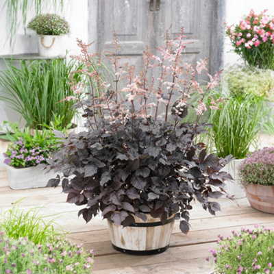 Gardeners Dream Astilbe Chocolate ShogunFlowering Perennial PlantEasy CareSmall Size (10-20Cm Height Including Pot) from B&Q