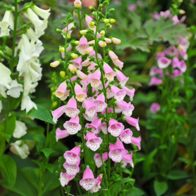 Gardeners Dream Digitalis Lucas PinkFoxglovePink Bell-Shaped FlowersPart ShadeSmall Size (10-20Cm Height Including Pot) from B&Q