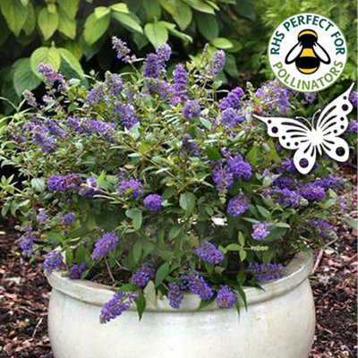 B&Q -  Buddleia Purple EmperorOutdoor Flowering ShrubIdeal For Uk GardensCompact Size (15-30Cm Height Including Pot)