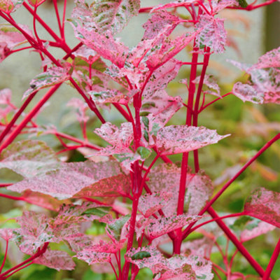 Gardeners Dream Acer Red Flamingo TreeStriking FoliageCompact SizeHardy (5-6Ft) from B&Q