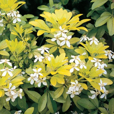 Gardeners Dream Choisya Sundance Mexican Orange Evergreen Shrub Outdoor Garden Plant In Pot9Cm Pot (15-25Cm) from B&Q