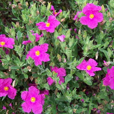 Gardeners Dream Cistus Pulverulentus Sunset Rock Rose Evergreen Hardy Outdoor Shrub Plant In Pot9Cm Pot (15-30Cm) from B&Q