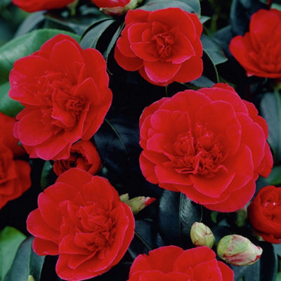 B&Q -  Camellia Japonica Lady Campbell Bushy Evergreen Garden Shrub Hardy Plant In Pot9Cm Pot (20-30Cm)