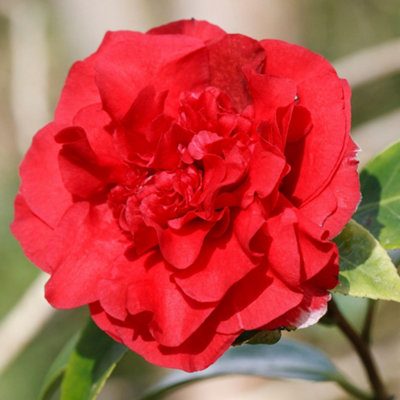 Gardeners Dream Camellia Williamsii Ruby Wedding Garden ShrubElegant Deep Red BloomsEvergreen FoliageCompact SizeHardy (15-30Cm) from B&Q