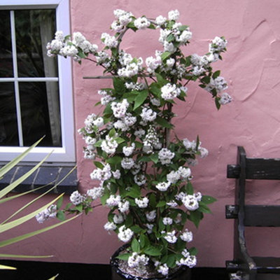 Gardeners Dream Deutzia Hybrida Mont Rose Deciduous Shrub Hardy Outdoor Garden Plant In Pot9Cm Pot (20-30Cm) from B&Q