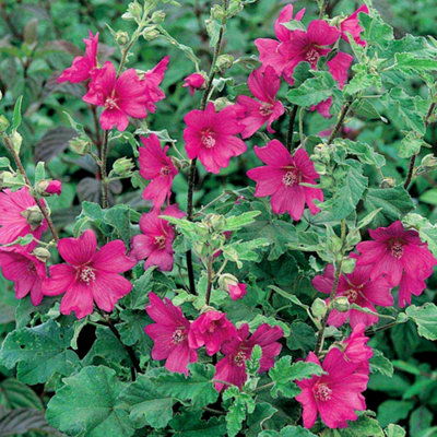 Gardeners Dream Lavatera Burgundy Wine Tree Mallow Semi-Evergreen Shrub Hardy Plant In Pot9Cm Pot (20-30Cm) from B&Q
