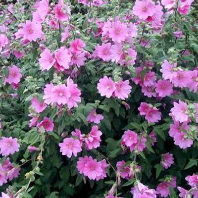 Gardeners Dream Lavatera Rosea Tree Mallow Deciduous Shrub Hardy Outdoor Garden Plant In Pot9Cm Pot (15-25Cm) from B&Q