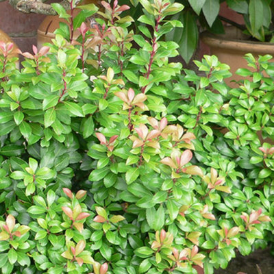 Gardeners Dream Pieris Little Heath Garden PlantCompact EvergreenVariegated FoliageHardy (15-30Cm Height Including Pot) from B&Q