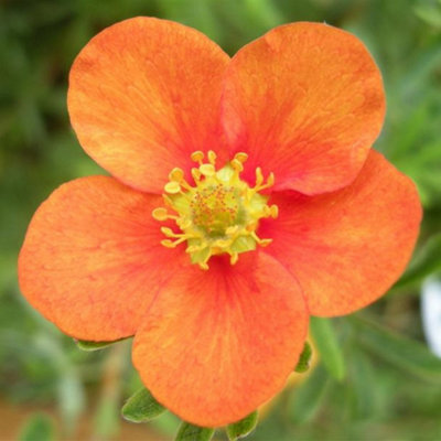 Gardeners Dream Potentilla Hopleys Orange Garden PlantOrange FlowersCompact SizeHardy (15-30Cm Height Including Pot) from B&Q