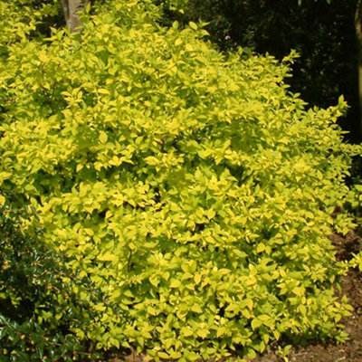 Gardeners Dream Philadelphus Aureus Garden PlantFragrant Yellow-Green FoliageWhite Blooms (15-30Cm Height Including Pot) from B&Q