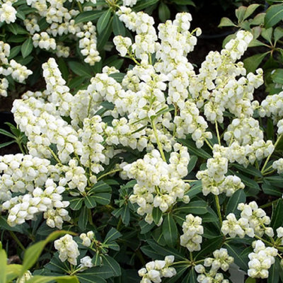Gardeners Dream Pieris Debutante Evergreen ShrubElegant White Flowers (15-30Cm Height Including Pot) from B&Q