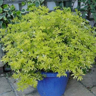 Gardeners Dream Choisya GoldfingerGolden Coloured FoliageEvergreen ShrubHardy (20-30Cm Height Including Pot) from B&Q