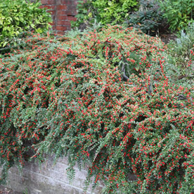 Gardeners Dream Cotoneaster HorizontalisStunning Autumn FoliagePinkish-White FlowersHardy (15-30Cm Height Including Pot) from B&Q