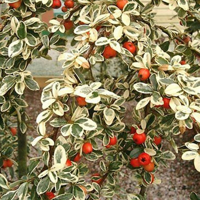 Gardeners Dream Cotoneaster VariegatusVariegated FoliagePink FlowersRed BerriesHardy (15-30Cm Height Including Pot) from B&Q