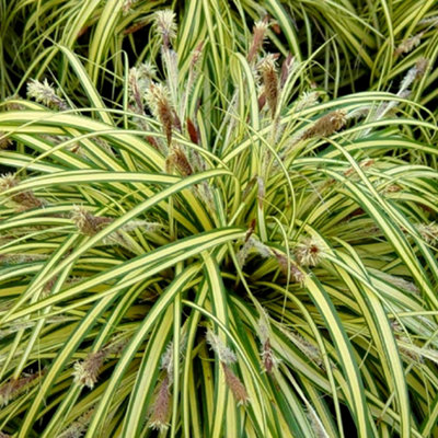 Gardeners Dream Carex EvergoldVariegated FoliageCompactLow MaintenanceHardy (20-30Cm Height Including Pot) from B&Q