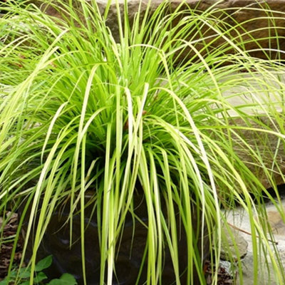 Gardeners Dream Carex EverilloVibrant FoliageCompactEasy To GrowLow Maintenance (20-30Cm Height Including Pot) from B&Q