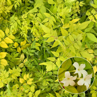Gardeners Dream Jasminum Fiona Sunrise Garden PlantFragrant BloomsCompact Size (20-30Cm Height Including Pot) from B&Q