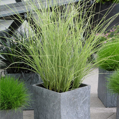 Gardeners Dream Miscanthus Morning Light Garden PlantOrnamental GrassCompact Size (20-30Cm Height Including Pot) from B&Q
