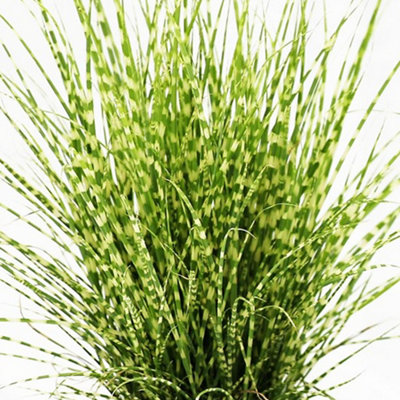 Gardeners Dream Miscanthus Sinensis Strictus Porcupine Grass Deciduous Garden Shrub Plant In Pot9Cm Pot (20-30Cm) from B&Q